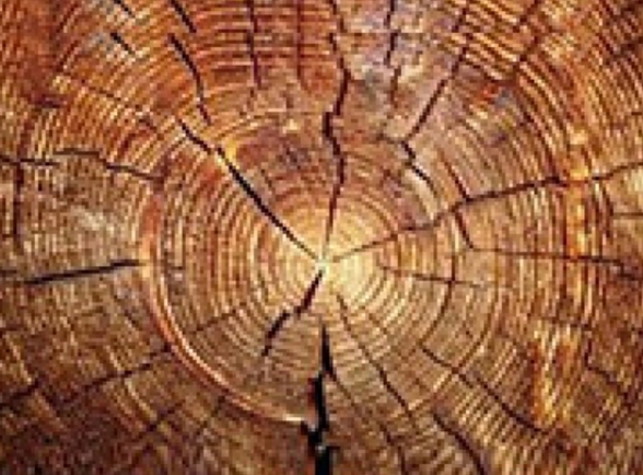 Новые перспективы для бизнеса в деревообработке